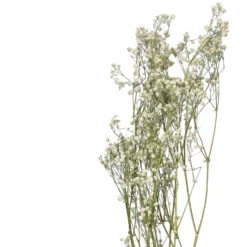 Droogbloemen, gipskruid, wit