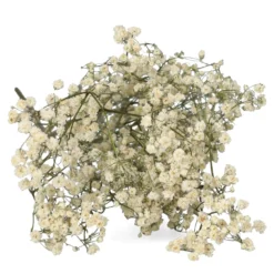 Droogbloemen, gipskruid, wit