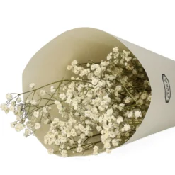Droogbloemen, gipskruid, wit