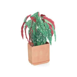 Kaart 3D met envelop, begonia