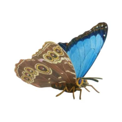 Kaart, 3d vlinder