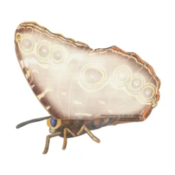 Kaart, 3d vlinder