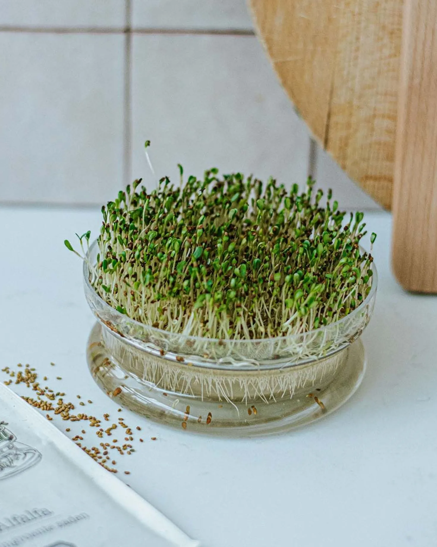 Kiemgroente, biologisch, alfalfa, 50 g
