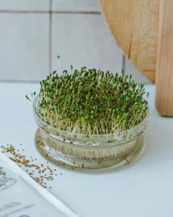 Kiemgroente, biologisch, radijskers, 25 g