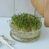 Kiemgroente, biologisch, tuinkers, 50 g
