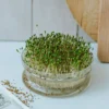 Kiemschaaltje, glas, Ø 13,5 cm