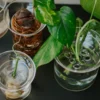 Stek- en kiemvaasje, glas, groot