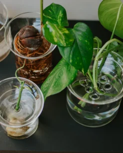 Stek- en kiemvaasje, glas, groot