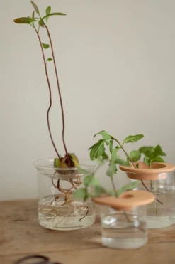 Stek- en kiemvaasje, glas, groot