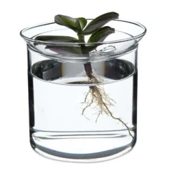 Stek- en kiemvaasje, glas, groot