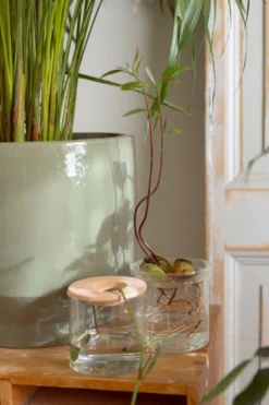 Stek- en kiemvaasje, glas, groot